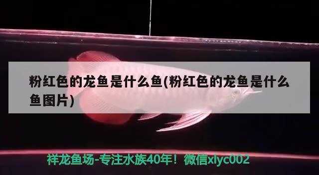 粉紅色的龍魚(yú)是什么魚(yú)(粉紅色的龍魚(yú)是什么魚(yú)圖片)