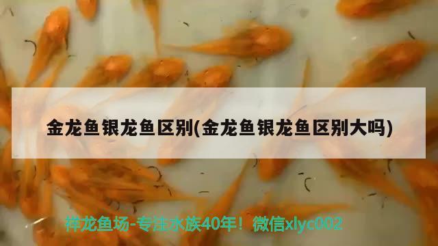 金龍魚不長大(金龍魚養(yǎng)了兩年多了不怎么長)