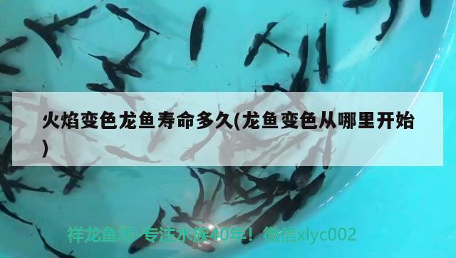 火焰變色龍魚壽命多久(龍魚變色從哪里開始)