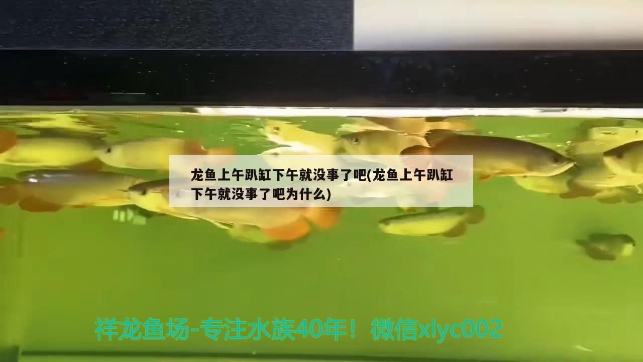 龍魚上午趴缸下午就沒事了吧(龍魚上午趴缸下午就沒事了吧為什么)