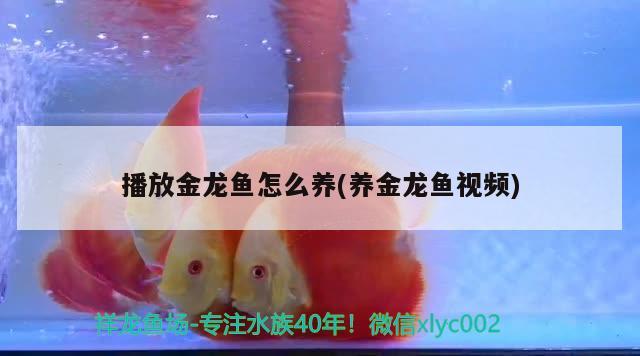 播放金龍魚怎么養(yǎng)(養(yǎng)金龍魚視頻) 月光鴨嘴魚苗