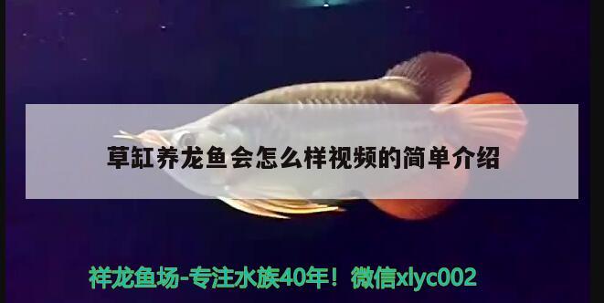 草缸養(yǎng)龍魚會怎么樣視頻的簡單介紹