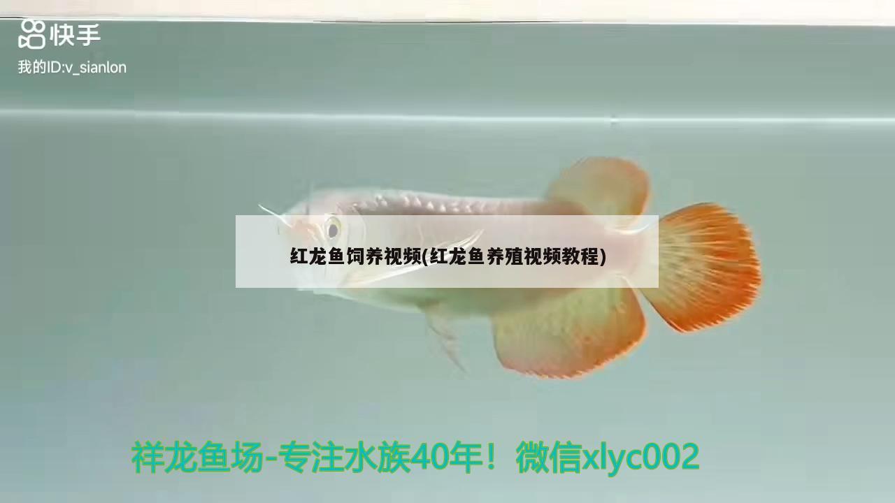 紅龍魚飼養(yǎng)視頻(紅龍魚養(yǎng)殖視頻教程) 白子關刀魚苗