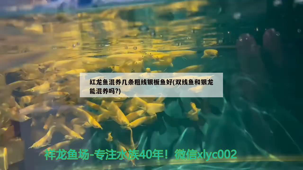 紅龍魚(yú)有幾種品種圖片大全(紅龍魚(yú)有幾種品種圖片大全視頻)