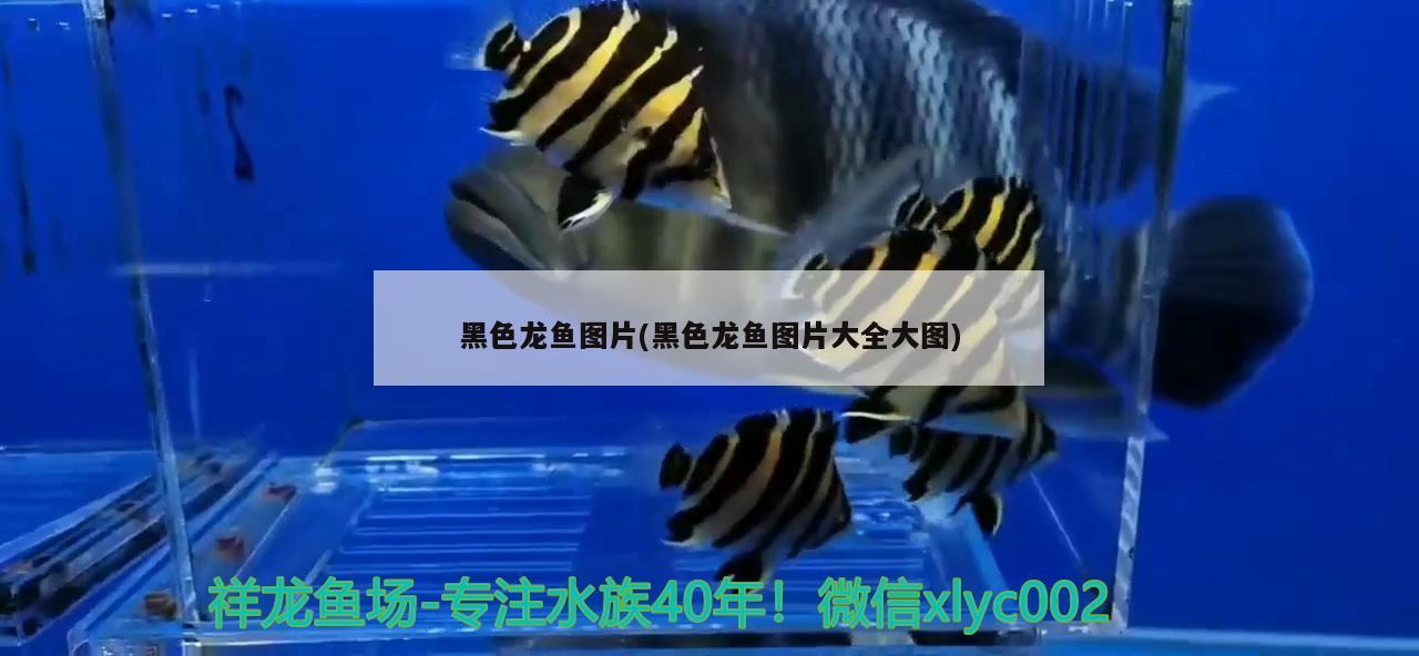 黑色龍魚圖片(黑色龍魚圖片大全大圖)