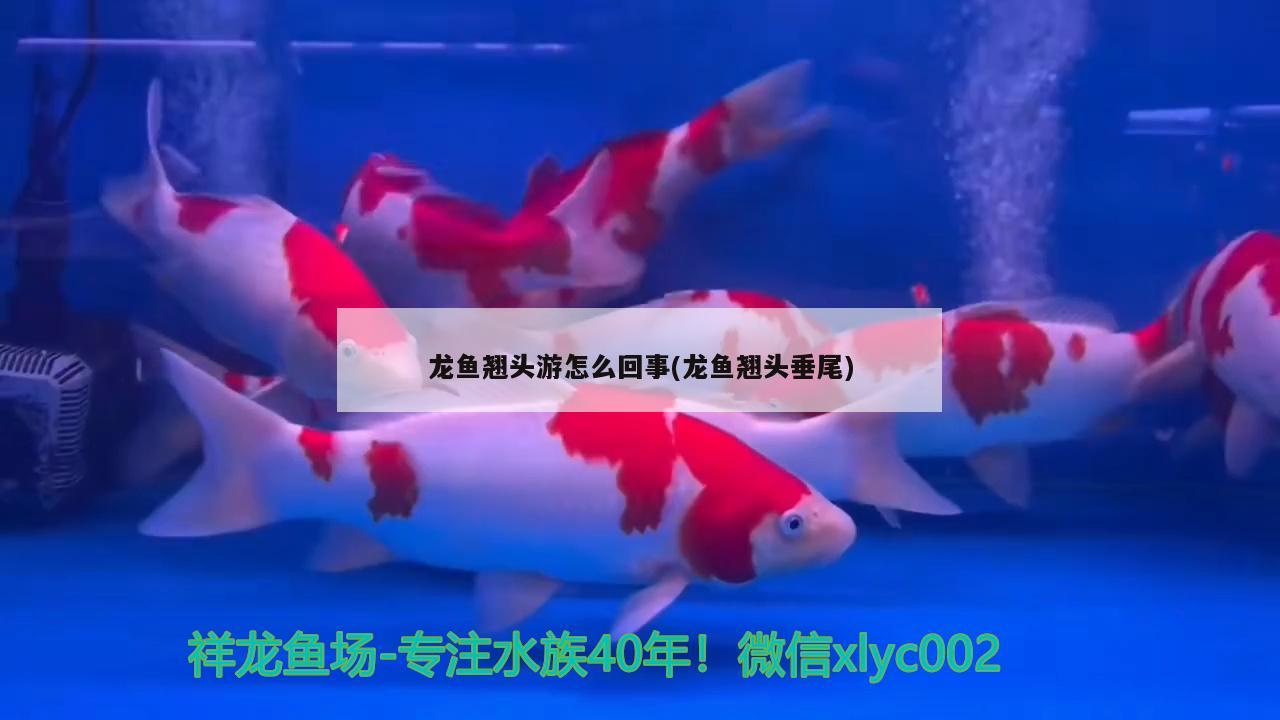 龍魚(yú)翹頭游怎么回事(龍魚(yú)翹頭垂尾)