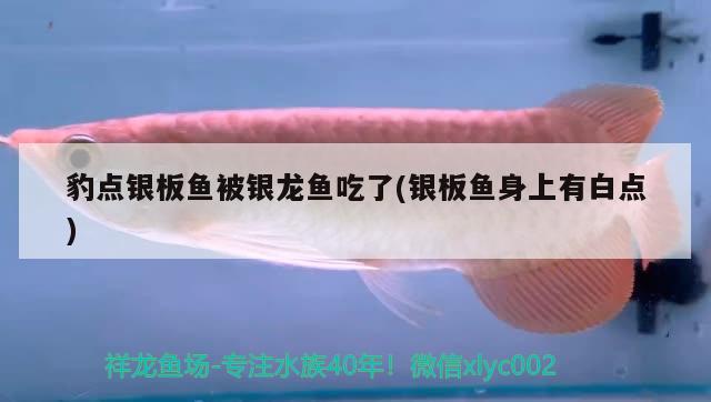 豹點(diǎn)銀板魚被銀龍魚吃了(銀板魚身上有白點(diǎn))