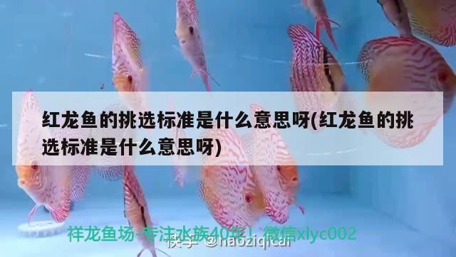 紅龍魚的挑選標(biāo)準(zhǔn)是什么意思呀(紅龍魚的挑選標(biāo)準(zhǔn)是什么意思呀)