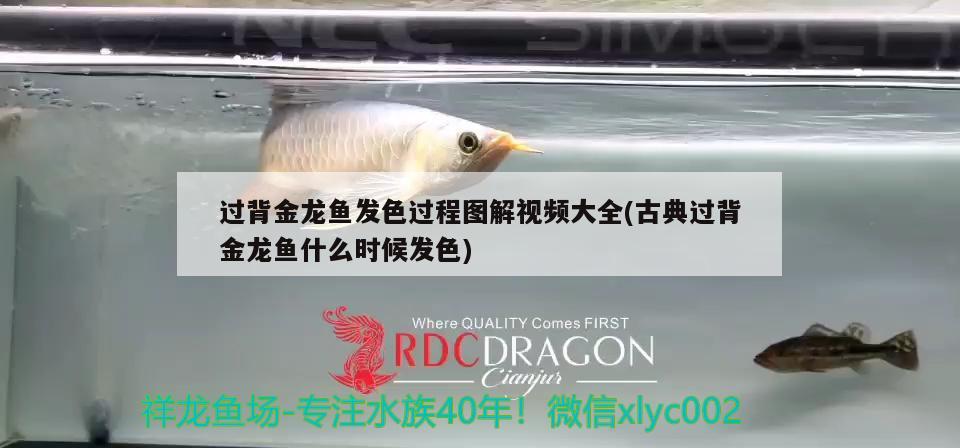 過背金龍魚發(fā)色過程圖解視頻大全(古典過背金龍魚什么時候發(fā)色)