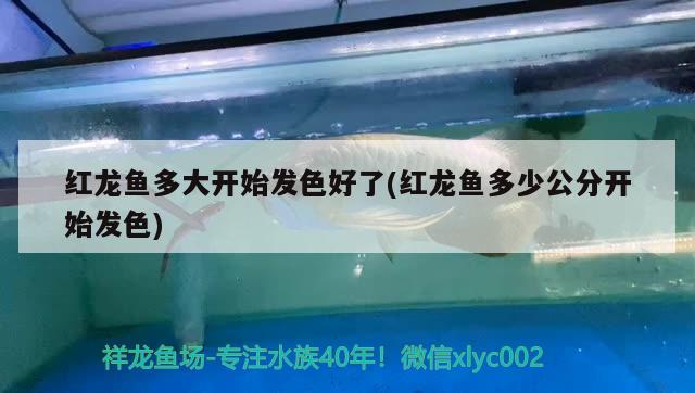 長(zhǎng)春哪里有水族館長(zhǎng)春水族館長(zhǎng)春水族館長(zhǎng)春水族館長(zhǎng)春水族館，長(zhǎng)春哪里有水族館 大嘴鯨魚 第3張