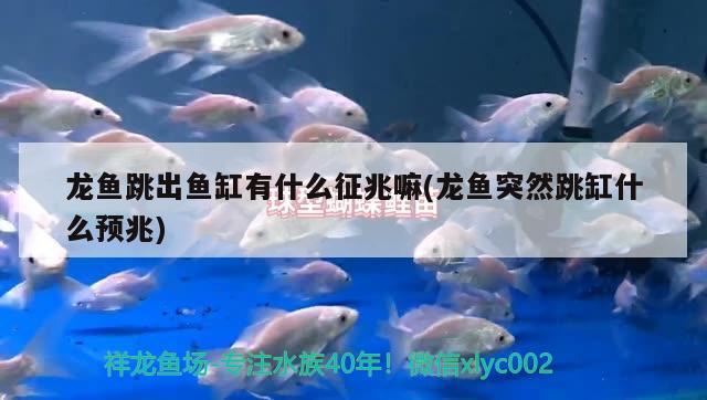 龍魚(yú)跳出魚(yú)缸有什么征兆嘛(龍魚(yú)突然跳缸什么預(yù)兆)