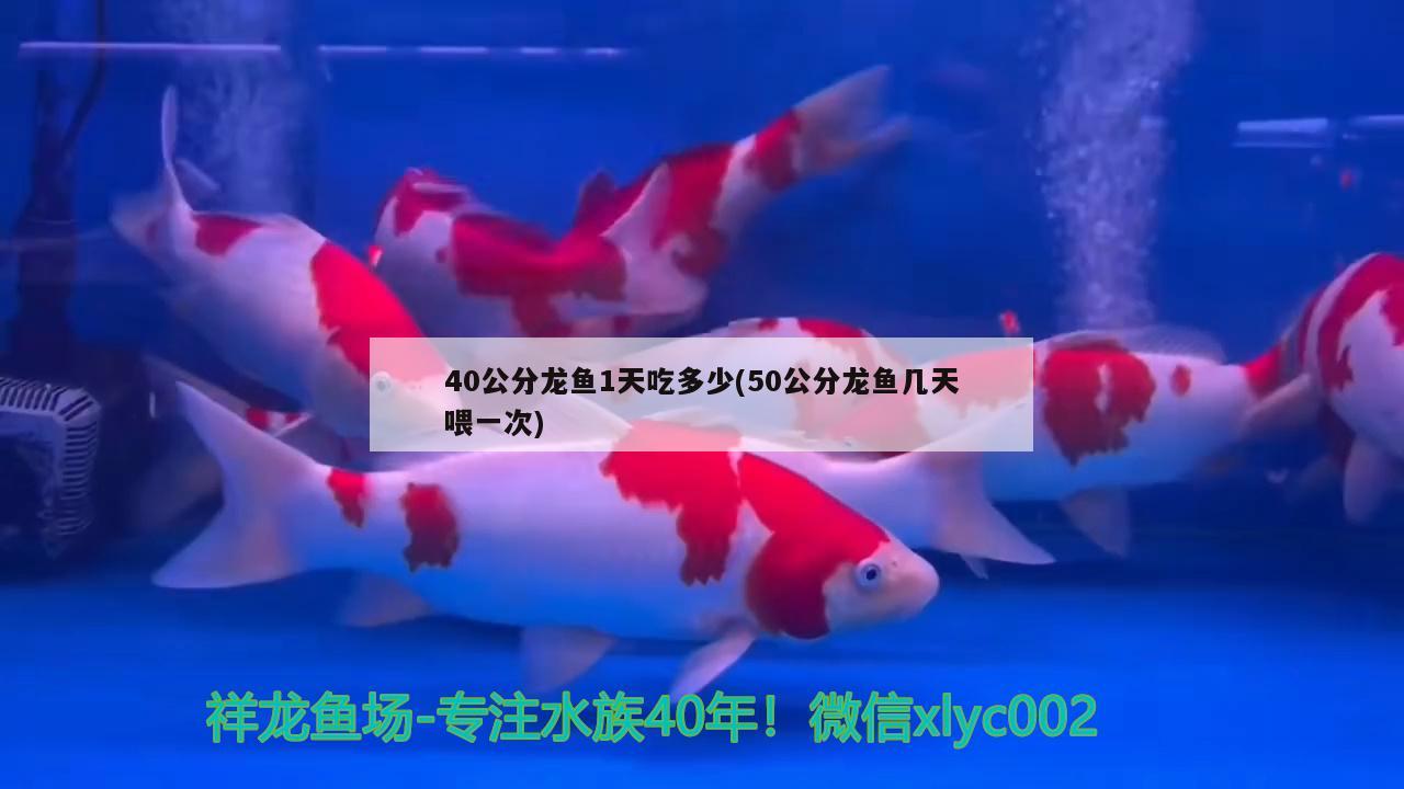 40公分龍魚1天吃多少(50公分龍魚幾天喂一次) 祥龍龍魚魚糧