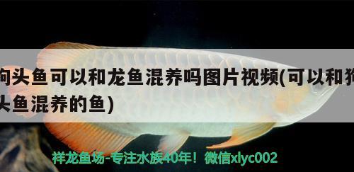 狗頭魚可以和龍魚混養(yǎng)嗎圖片視頻(可以和狗頭魚混養(yǎng)的魚)