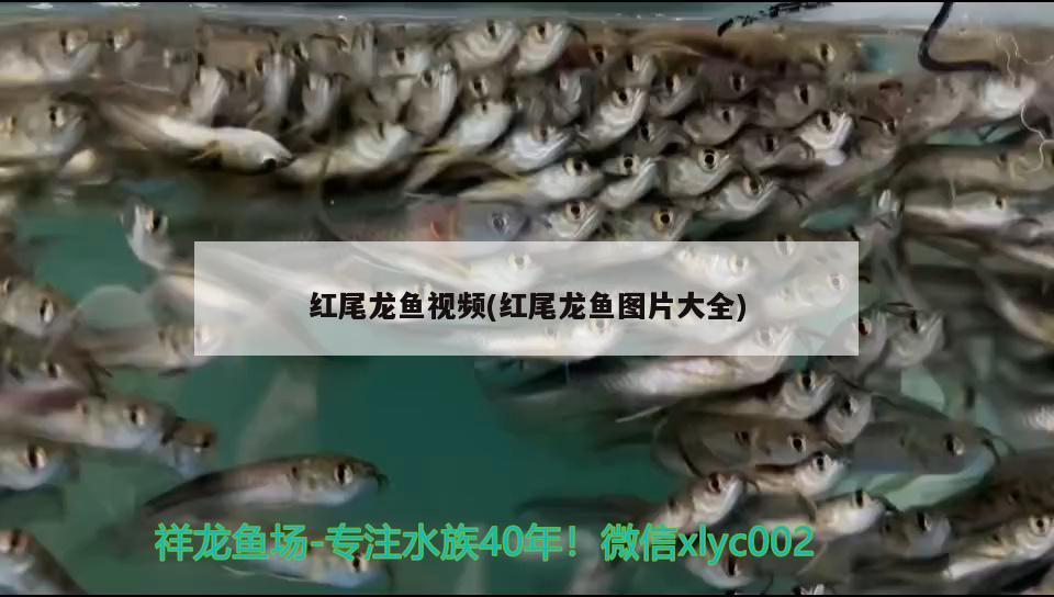 金龍魚能和其他魚混養(yǎng)嗎：金龍魚可以和其他什么魚混養(yǎng)?