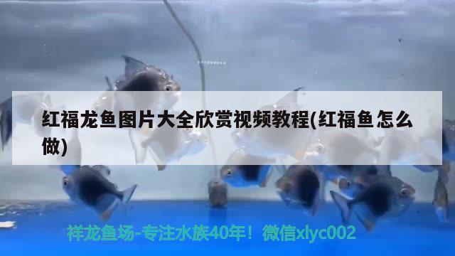 魚缸換氣裝置原理視頻(魚缸換氣裝置原理視頻教程) 肥料 第1張