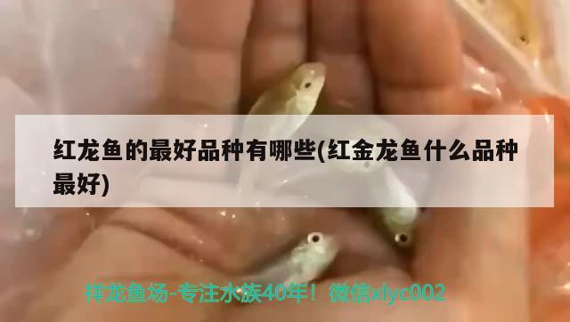 紅龍魚的最好品種有哪些(紅金龍魚什么品種最好) 國產(chǎn)元寶鳳凰魚