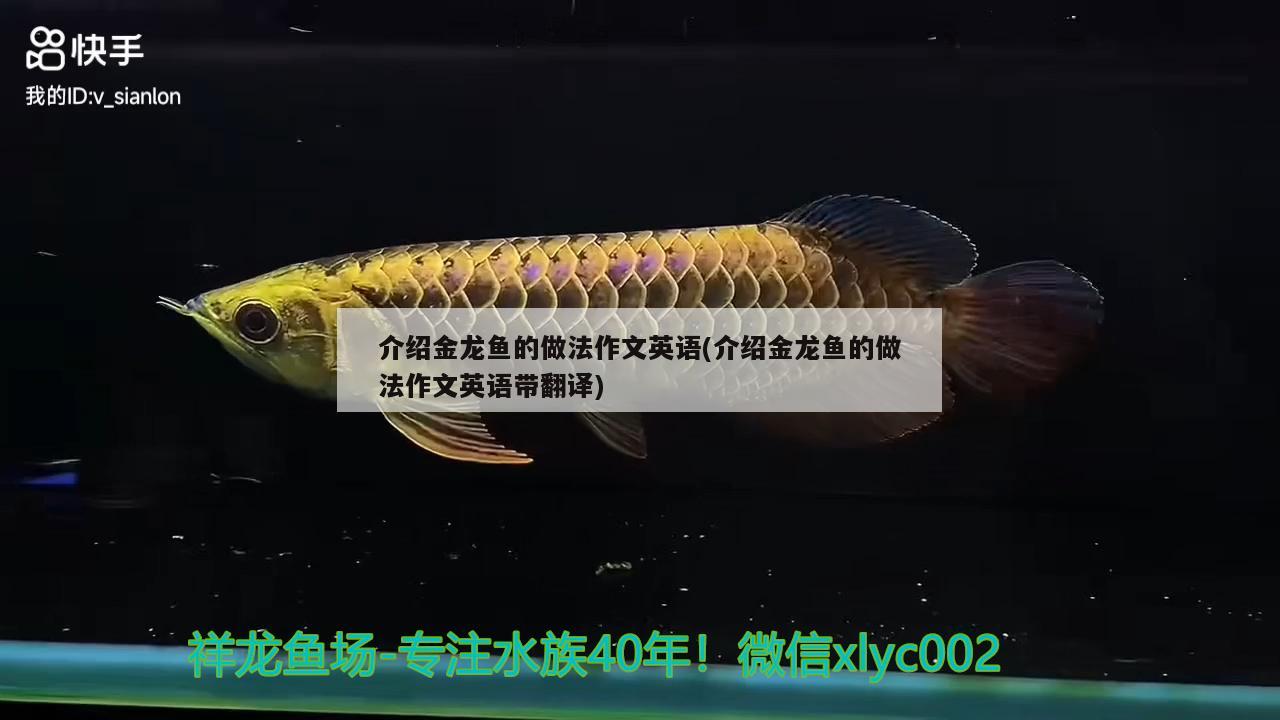 介紹金龍魚的做法作文英語(介紹金龍魚的做法作文英語帶翻譯)