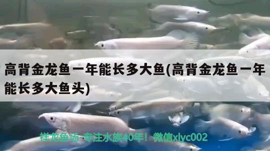 高背金龍魚一年能長多大魚(高背金龍魚一年能長多大魚頭)