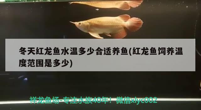 紅龍魚專用燈哪個(gè)牌子的好一點(diǎn)(紅龍魚用什么燈光效果好) 一眉道人魚