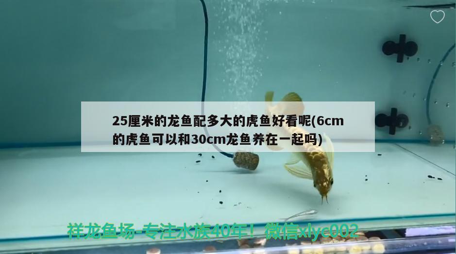 25厘米的龍魚配多大的虎魚好看呢(6cm的虎魚可以和30cm龍魚養(yǎng)在一起嗎)