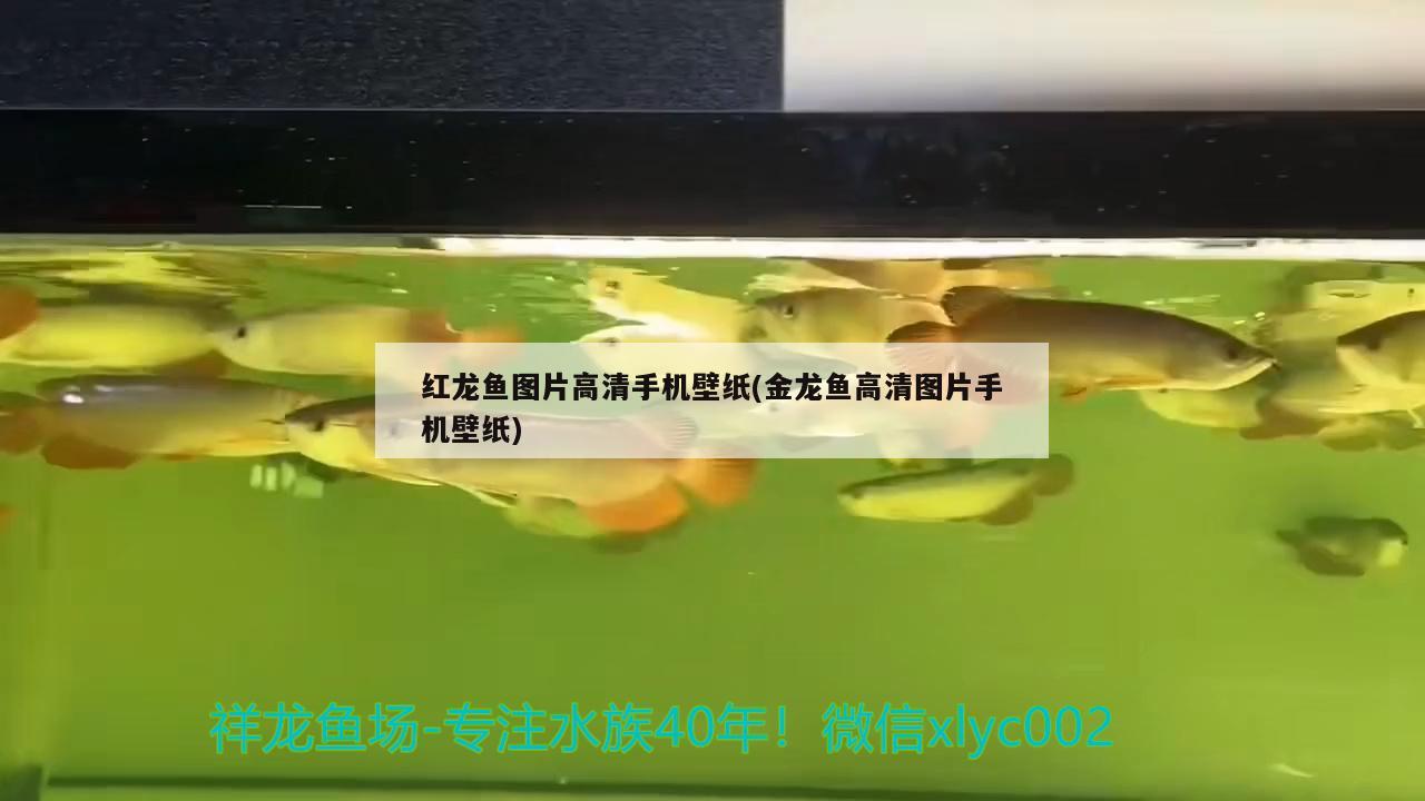 紅龍魚圖片高清手機壁紙(金龍魚高清圖片手機壁紙)