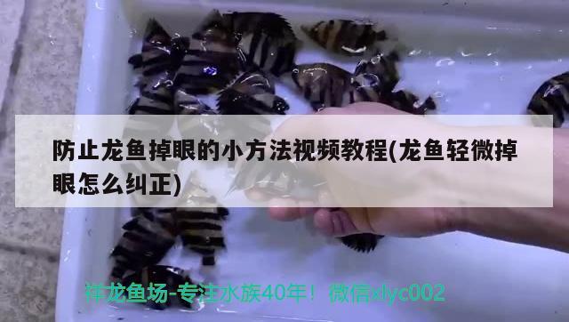 防止龍魚掉眼的小方法視頻教程(龍魚輕微掉眼怎么糾正) 女王大帆魚苗