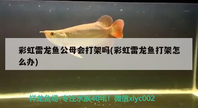 彩虹雷龍魚(yú)公母會(huì)打架嗎(彩虹雷龍魚(yú)打架怎么辦) 泰國(guó)雪鯽魚(yú)