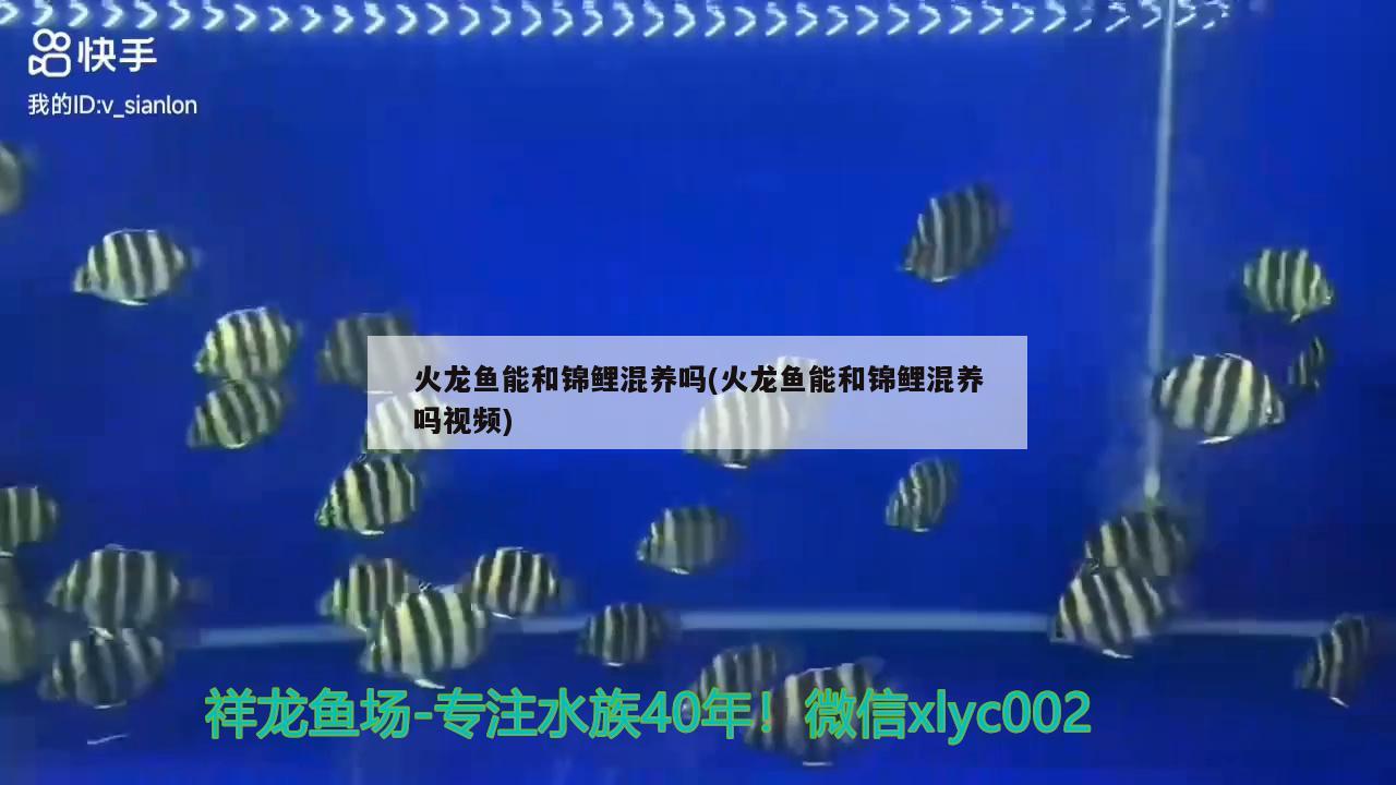 和恐龍魚混養(yǎng)的魚(和恐龍魚混養(yǎng)的魚有哪些)