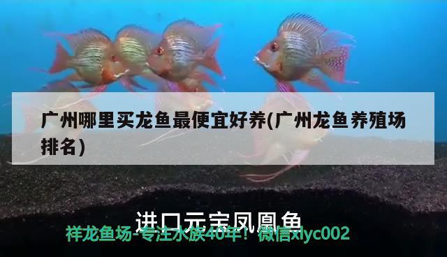 廣州哪里買龍魚最便宜好養(yǎng)(廣州龍魚養(yǎng)殖場(chǎng)排名)