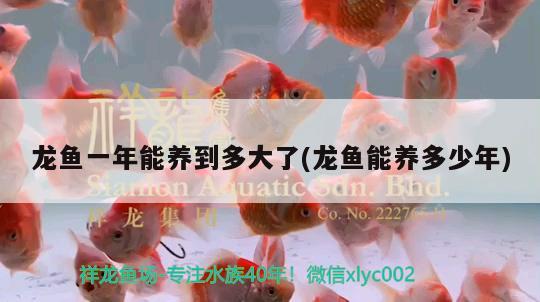 饒平金龍魚廠地址電話（饒平金龍魚廠地址電話多少） 蝴蝶鯉魚苗