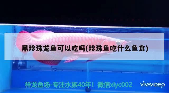 黑珍珠龍魚可以吃嗎(珍珠魚吃什么魚食) 黑影道人魚