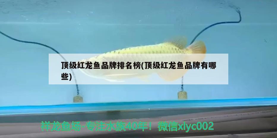 頂級紅龍魚品牌排名榜(頂級紅龍魚品牌有哪些)