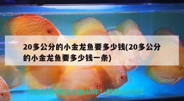 20多公分的小金龍魚要多少錢(20多公分的小金龍魚要多少錢一條) 元寶鯽