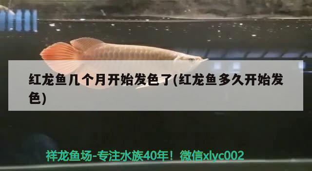 紅龍魚(yú)幾個(gè)月開(kāi)始發(fā)色了(紅龍魚(yú)多久開(kāi)始發(fā)色) 白子金龍魚(yú)