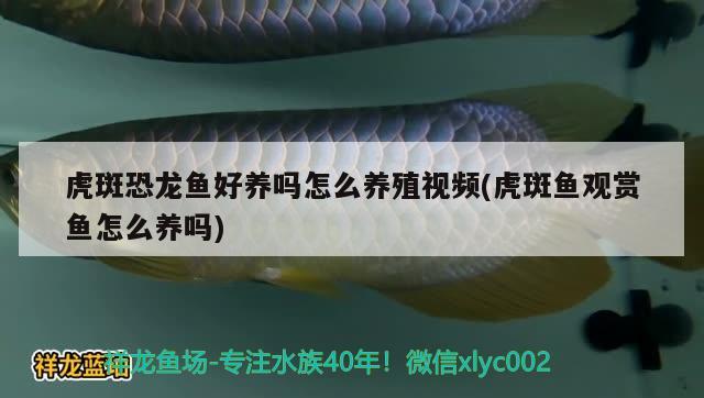 虎斑恐龍魚好養(yǎng)嗎怎么養(yǎng)殖視頻(虎斑魚觀賞魚怎么養(yǎng)嗎) 虎斑恐龍魚 第2張