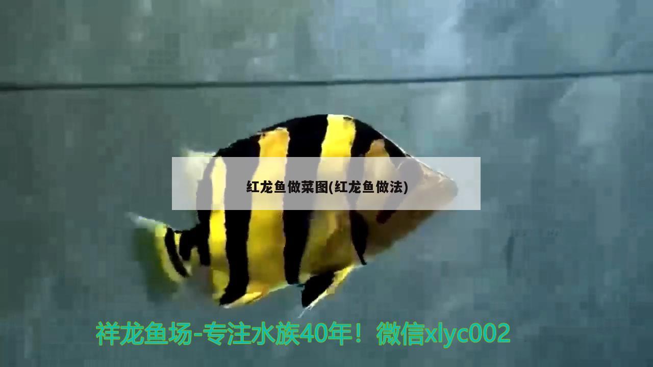 紅龍魚做菜圖(紅龍魚做法)