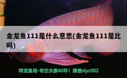 銀龍魚吃食就吐出來怎么回事（銀龍魚吃食就吐出來怎么回事兒） 銀龍魚 第1張