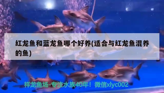 紅龍魚和藍龍魚哪個好養(yǎng)(適合與紅龍魚混養(yǎng)的魚)