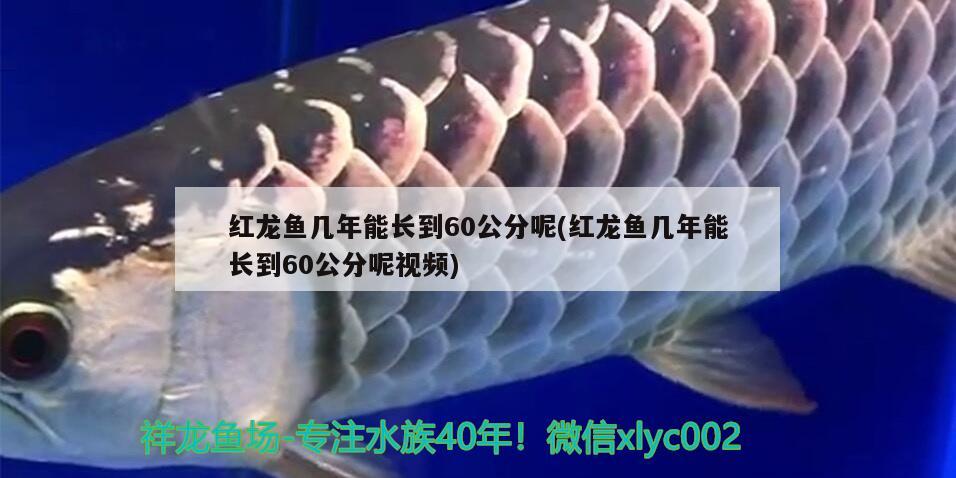 水族觀賞魚專用鹽是什么（觀賞魚專用鹽有什么用）