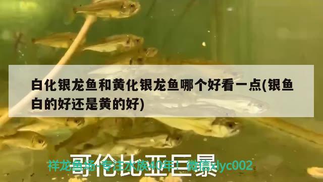 白化銀龍魚和黃化銀龍魚哪個好看一點(銀魚白的好還是黃的好) 銀龍魚