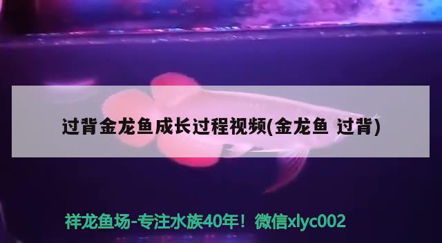 過背金龍魚成長(zhǎng)過程視頻(金龍魚過背) 金龍魚百科