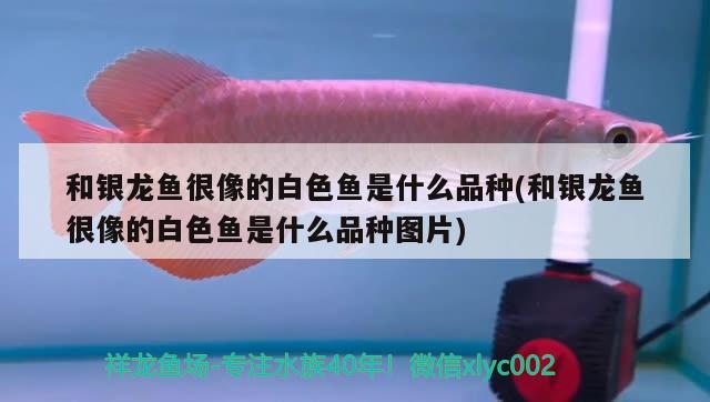 和銀龍魚很像的白色魚是什么品種(和銀龍魚很像的白色魚是什么品種圖片) 銀龍魚百科