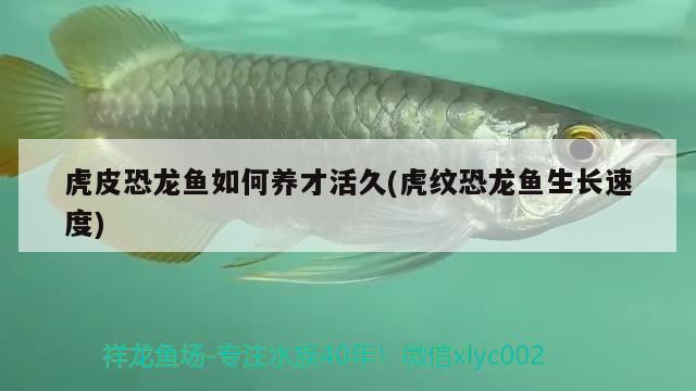 虎皮恐龍魚如何養(yǎng)才活久(虎紋恐龍魚生長速度) 黃金眼鏡蛇雷龍魚