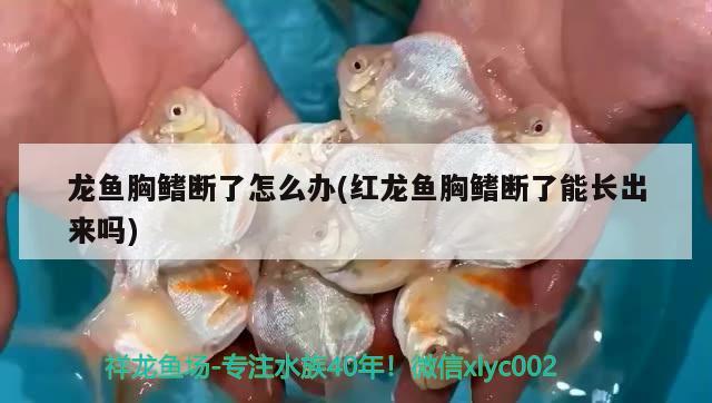 龍魚胸鰭斷了怎么辦(紅龍魚胸鰭斷了能長出來嗎) 財神鸚鵡魚