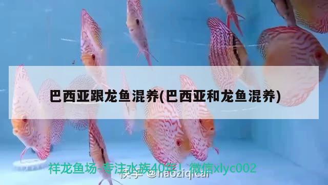 巴西亞跟龍魚混養(yǎng)(巴西亞和龍魚混養(yǎng)) 巴西亞魚