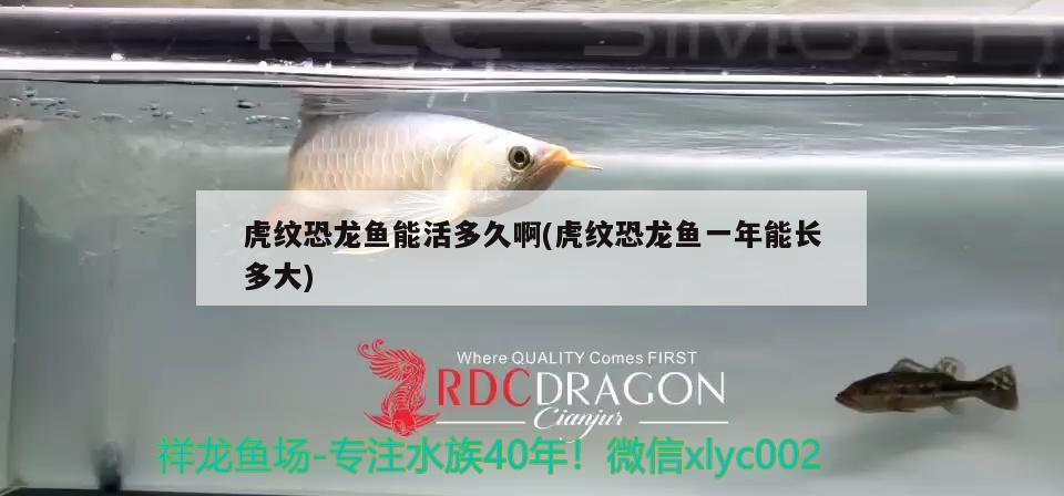 大型金龍魚圖片欣賞(大型金龍魚圖片欣賞)