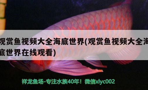 觀賞魚視頻大全海底世界(觀賞魚視頻大全海底世界在線觀看) 祥龍水族護理水