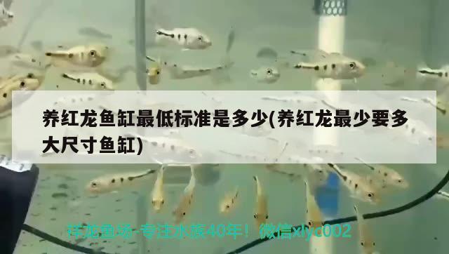 上海魚缸批發(fā)廠家電話號碼多少號，上海魚缸批發(fā)廠家電話號碼多少號啊 綠皮辣椒小紅龍 第1張