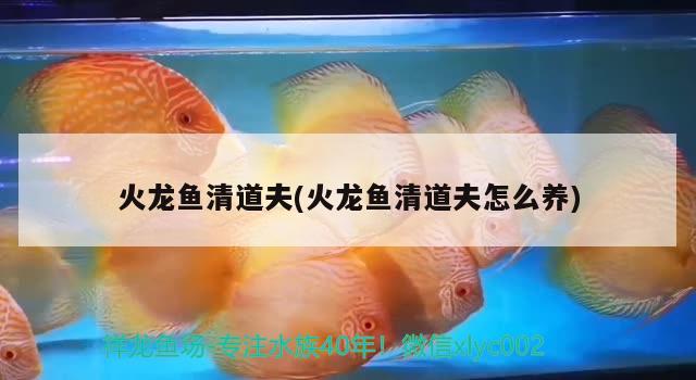 火龍魚清道夫(火龍魚清道夫怎么養(yǎng)) 紅老虎魚