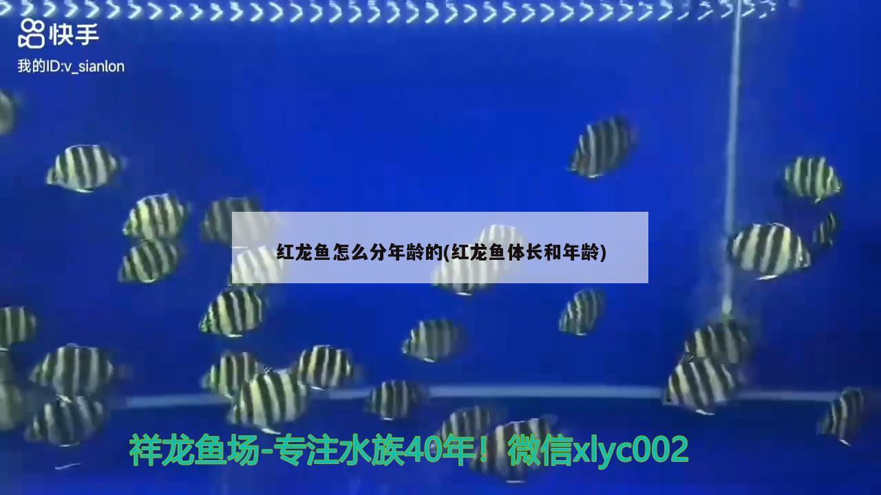 紅龍魚怎么分年齡的(紅龍魚體長和年齡) 大白鯊魚苗